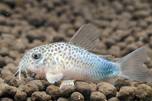 コリドラス・シミリス　Corydoras similis　3匹　バイオレット