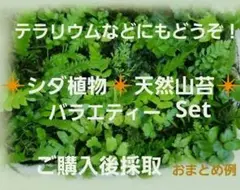 心和むグリーンの癒し♥️プテリス等シダ植物❇️天然山苔❇️バラエティーセット