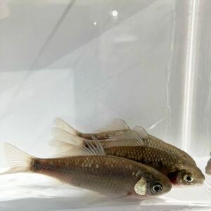 透明鱗ブナ （透明鱗ギンブナ 鮒 フナ）5匹 約8cm