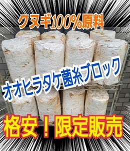 【4本セット】クワガタの産卵材の代わりに！オオヒラタケ菌床ブロック　簡単にほぐせるので幼虫の割り出しが楽です！マットに埋め込むだけ