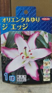 オリエンタル ゆり ジ エッジ １袋 球根 サカタのタネ 郵便は送料無料 スカシ ユリ