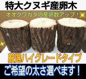 特大サイズ！貴重なクヌギ産卵木【3本】太さ8～14㎝の中から選べます！　長さ13㎝カット　硬めを好むオオクワガタ向きです！　数量限定販売