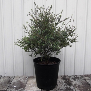 現物出品【レプトスペルマム・ラウンドリーフ＊Leptospermum rotundifolium Round Leaf】７号　ティーツリー