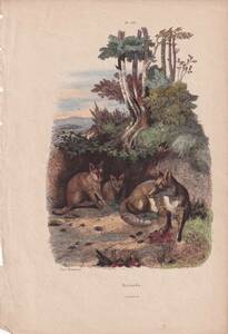 フランスアンティーク 博物画『哺乳類・動物・オオカミ・狼・植物　108』 多色刷り銅板画