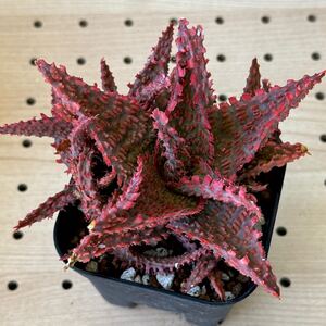 アロエ 実生　ハイブリッド 多肉植物 Aloe hybrid 81