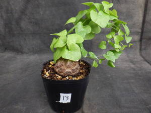 13　亀甲竜　Dioscorea elephantipes　アフリカ亀甲竜　3号ポリポット植え