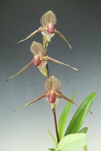 値引再出品！ 洋蘭 原種 パフィオ TA11080 VS12-128 Paph. rothschildianum x sib (