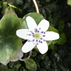 雪割草 標準花 ユキワリソウ 17