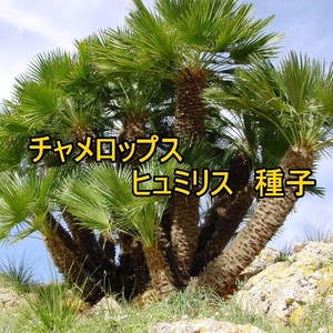 【送料無料】発芽確認済み チャメロプス　チャメロップス フミリス ヒュミリス 種子 10粒+＠