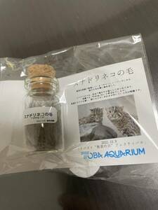 鳥羽水族館　TOBAaquarium スナドリネコの毛　サニー　パール　鳥羽の日　当選品　非売品　トバスイフェスティバル　動物の毛