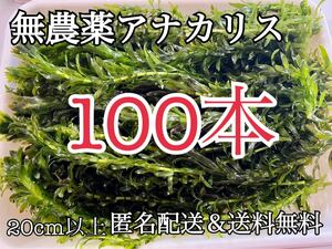 無農薬 アナカリス 100本 20cm以上 数量限定 オオカナダモ メダカ 金魚