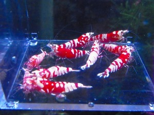 Golden-shrimp　　タイガービー（太極）デカ血統♂3、♀7　10匹ブリードセット　発送日は金土日のみ