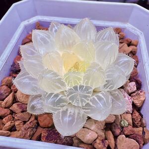 多肉植物　ハオルチア　菘藍錦　新品種　糊斑