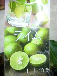 ★果樹苗★柑橘★　ライム　◎果汁をカクテルや料理などに♪　養生苗・接木２年生・４号長鉢　１鉢