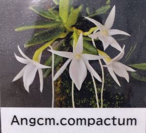 【北軽ガーデン】＊熱帯植物＊Angcm.compactum＊アングレカム＊原種＊希少種＊株姿良い＊お勧め品＊マダガスカル島原産＊