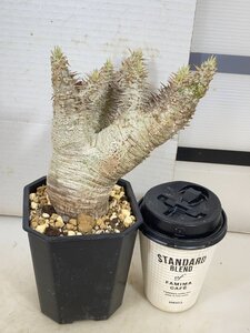 4238 「塊根植物」パキポディウム エニグマティクム 植え【発根・Pachypodium enigmaticum・多肉植物】