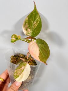 「06」フィロデンドロン・ミカンス　ピンク　斑入り　Philodendron micans pink variegated