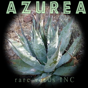 ■新種！美しい銀青葉！ アガベ アズレア 種子５粒 Agave azurea ③ θ **ц**