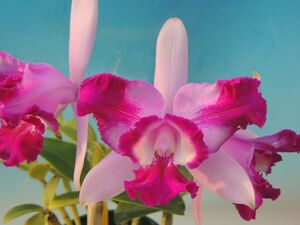 T♪洋蘭　Cattleya intermedia f.flamea orlata 