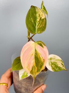 「07」フィロデンドロン・ミカンス　ピンク　斑入り　Philodendron micans pink variegated