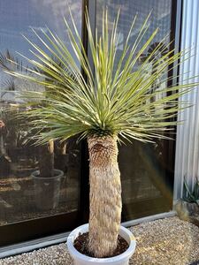 ユッカ ロストラータ Yucca rostrata メキシコ産 太株