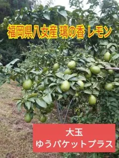 福岡県八女産 璃の香レモン 大玉 1.4キロ