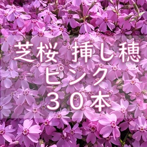 芝桜 挿し穂用カット苗 30本 6～8cm ピンク◆シバザクラ 耐寒性◎ 宿根草 常緑 グランドカバー 園芸 ガーデニング