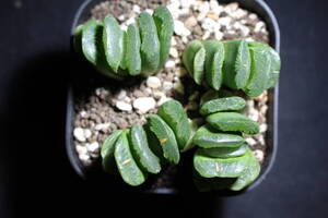 Haworthia truncata / 玉扇　グリーン玉扇群生　ハオルチア