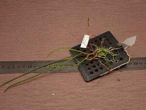 Cordiglottis filiformis コーディグロティス・フィリフォルミス 743●ラン苗