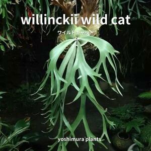 [胞子] wild cat　ワイルドキャット　ビカクシダ