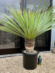 ユッカ ロストラータ Yucca rostrata