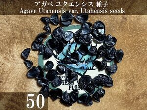 アガベ ユタエンシス 種子 50粒+α Agave Utahensis var. Utahensis 50 seeds+α 種