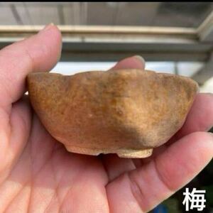 桜　梅　植木鉢　豆鉢　和鉢　盆栽鉢　昭和レトロ　ミニ　茶色　ベージュ　小品盆栽鉢 排水口付き 山野草豆鉢 ミニミニ盆栽鉢 