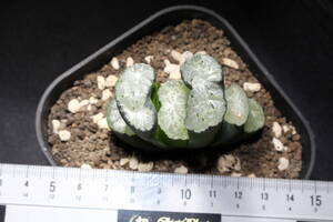 Haworthia truncata / 玉扇　写楽特撰道長　ハオルチア