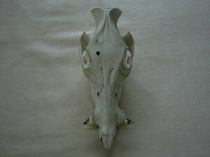 いのしし 猪 イノシシ 上顎 下顎 頭蓋骨 牙 骨 猪牙 頭骨 スカル 高知県産 オブジェ インテリア ディスプレイ 資料 研究