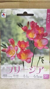 フリージア サンドラ １袋 球根 タキイ種苗 郵便は送料無料