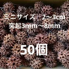 モミジバフウ　木の実　紅葉葉楓の実　　2〜3cm×50個　フウの実　国産無農薬