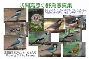 "11-01【浅間高原の野鳥写真集】１０種類 