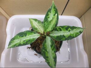 アグラオネマ　ピクタム　キャッスル　Aglaonema pictum Castle　PDN-C from Padang ①