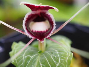 06/03 Corybas pictus（Big Type） ２球植え 洋蘭 原種 休眠 球根 コリバス 花付き テラリウム パルダリウム ビバリウム