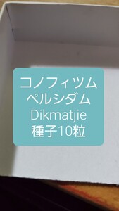 コノフィツム　ペルシダム, Dikmatjie 種子10粒