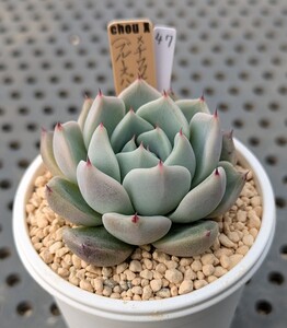 47.（ブルースパイン×ザラゴーサ×チワワエンシス）×ロメオ 実生苗 エケベリア 国産 多肉 Echeveria