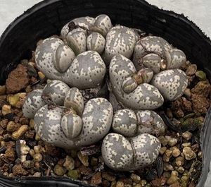 コノフィツム　Conophytum pellucidum var.terricolor TS438 ④