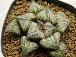 ■[W011]70Key hyb【多肉植物　Haworthia　ハオルチア　ハオルシア】