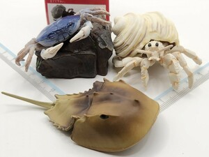 地球生命紀行 海老・蟹 フィギュア サワガニ カブトガニ オオヤドカリ[24e29検]Figurineネイチャーテクニカラー いきもの大図鑑 原色甲殻類