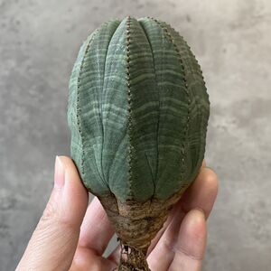 【B6832】★超巨大8cm株！！【SS級！極上特選大株！！】ユーフォルビア オベサ Euphorbia obesa ( 検索 アガベ 多肉植物 )