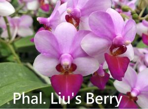 (^。 ^)(410) Phal. Liu‘s Berry ’M‘ 洋蘭