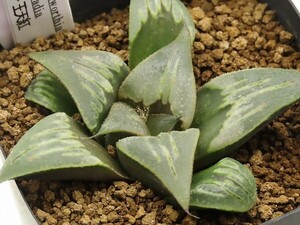 ■[W026]王天紅【多肉植物　Haworthia　ハオルチア　ハオルシア】