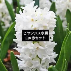 ⭐ヒヤシンス 水耕白花 ジャンボサイズ