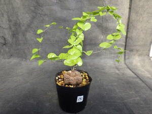 25　亀甲竜　Dioscorea elephantipes　アフリカ亀甲竜　3号ポリポット植え